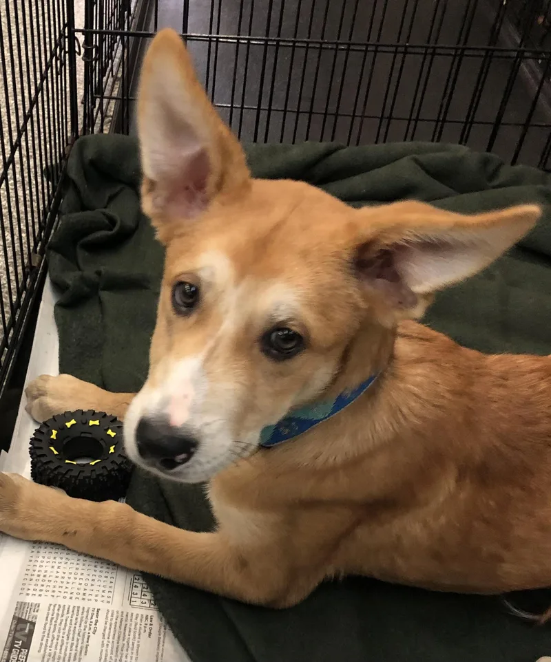 A baby medium-sized male Yellow / Tan / Blond / Fawn Shepherd dog named Sunny for adoption in Parma, OH