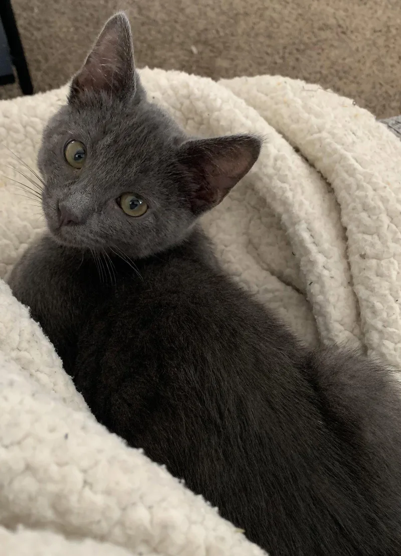 A baby medium-sized male Black Domestic Short Hair cat named Kashi & Obi for adoption in San Luis Obispo, CA