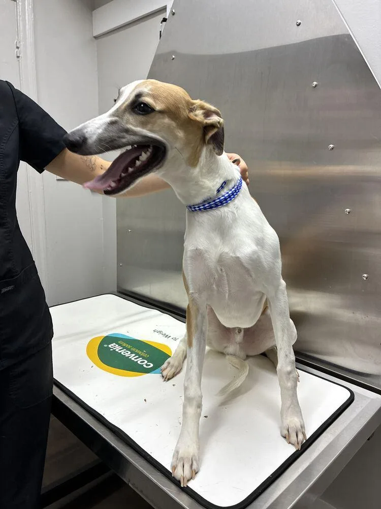 A baby medium-sized male Whippet dog named Archie for adoption in Marietta, GA
