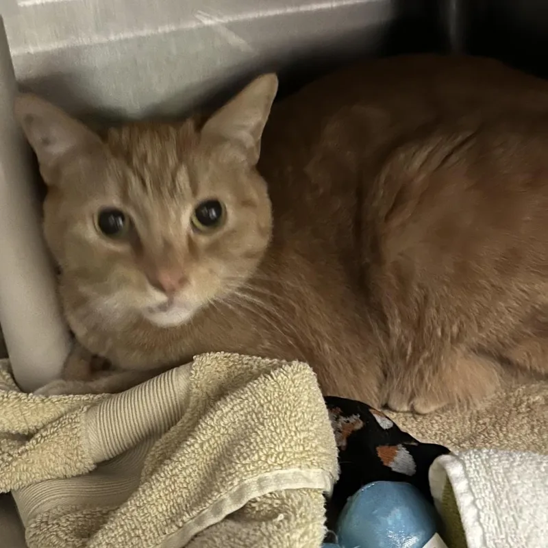 An adult large-sized male Orange / Red Domestic Short Hair cat named Eldridge for adoption in Oak Park, IL