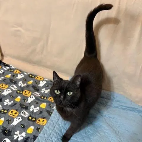 A senior medium-sized female Brown / Chocolate Domestic Short Hair cat named Godiva for adoption in Charlottesville, VA