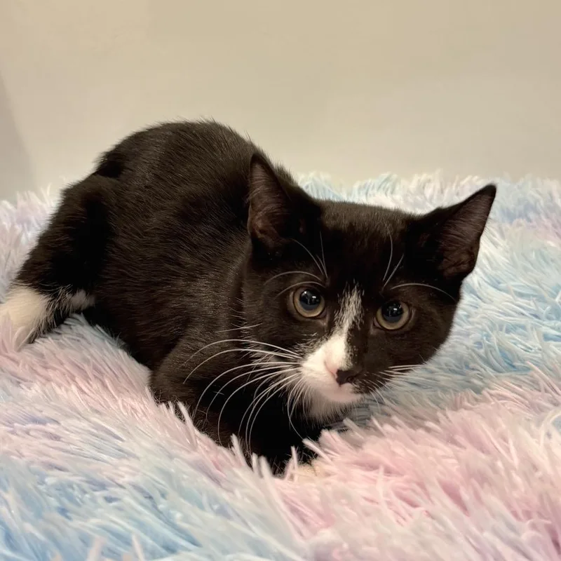 A baby small-sized female Black Domestic Short Hair cat named Button for adoption in East Hampton, NY