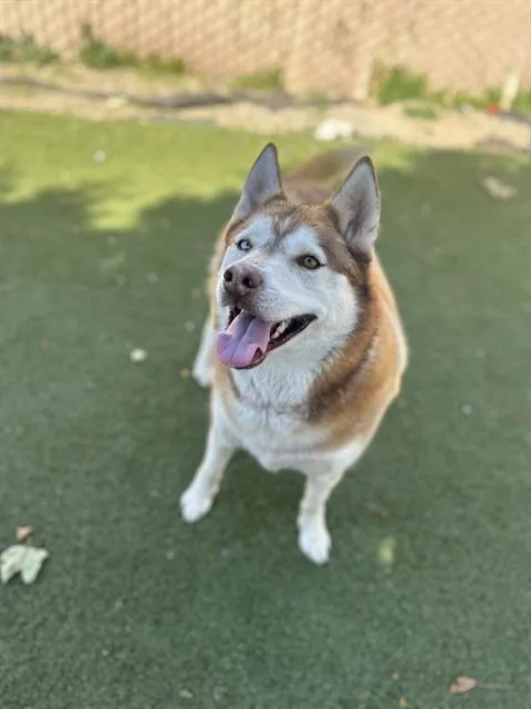 An adult medium-sized female Siberian Husky dog named Bella for adoption in Chula Vista, CA