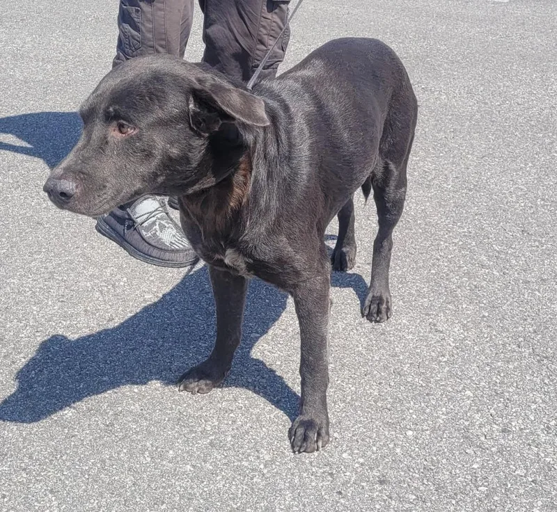 An adult large-sized male Labrador Retriever dog named Vince for adoption in Huntsville, TX