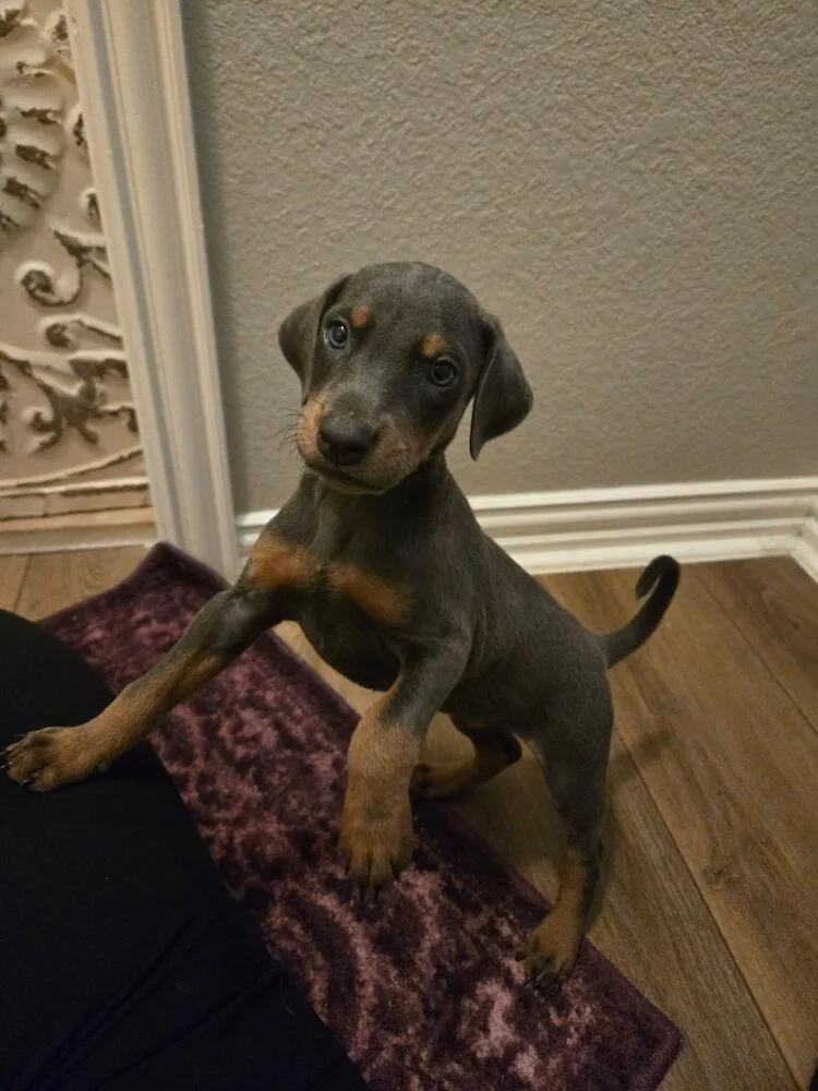A baby small-sized female Tricolor (Brown, Black, & White) Hound dog named Chelsea for adoption in Dallas, TX