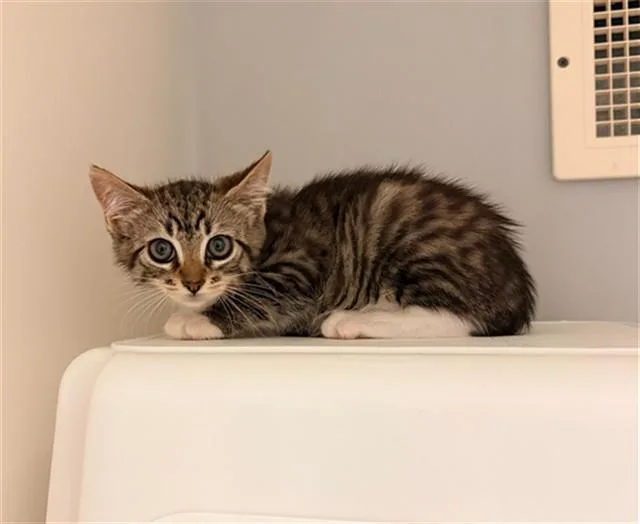 A baby small-sized female Domestic Short Hair cat named Isla for adoption in Statesville, NC