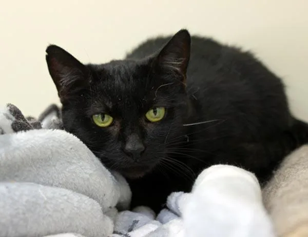 A young medium-sized female Black Domestic Short Hair cat named Cricket for adoption in Mansfield, MA