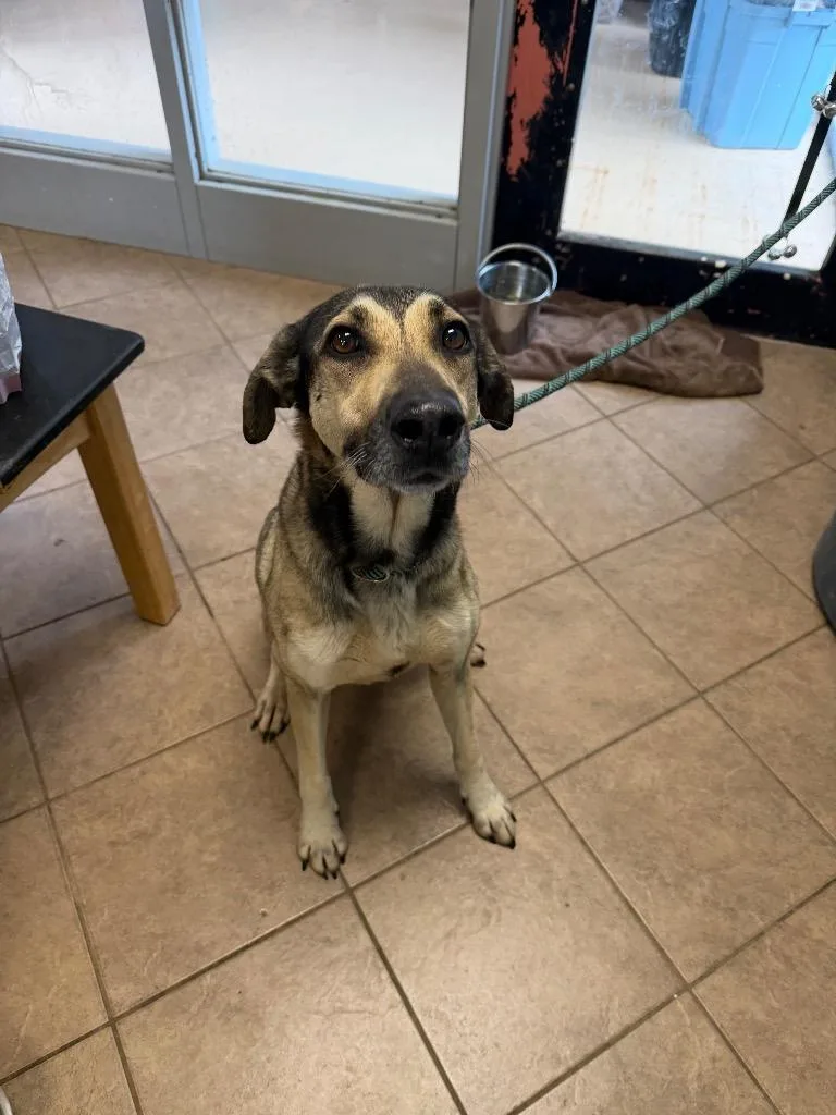 An adult medium-sized female German Shepherd Dog dog named Paris for adoption in Marion, OH