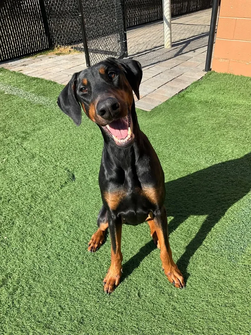 A young medium-sized female Bicolor Doberman Pinscher dog named River for adoption in Montclair, NJ