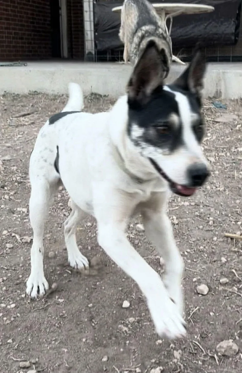 Little Dog thumbnail 3