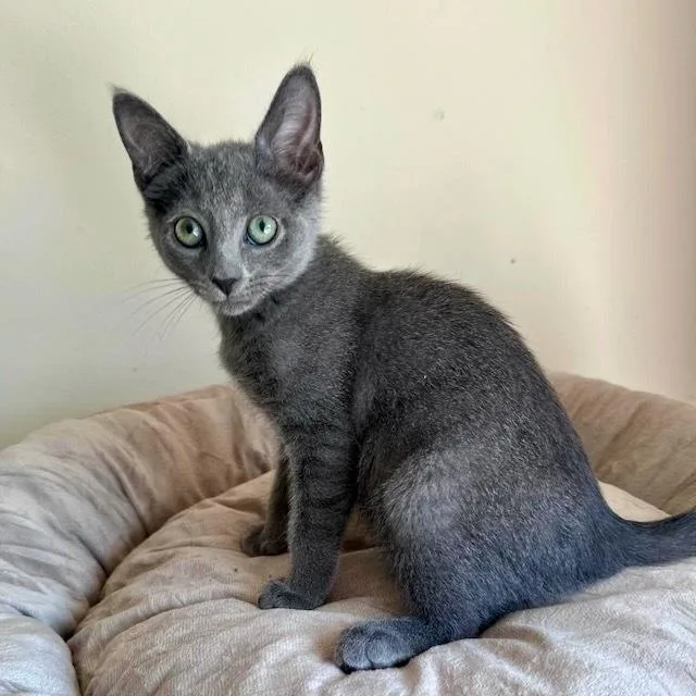 A baby small-sized male Russian Blue cat named Javelina for adoption in Chicago, IL