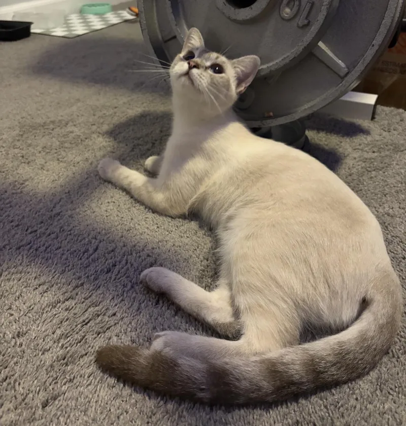 A baby medium-sized female White Domestic Short Hair cat named Coco Laurent for adoption in Chandler, AZ