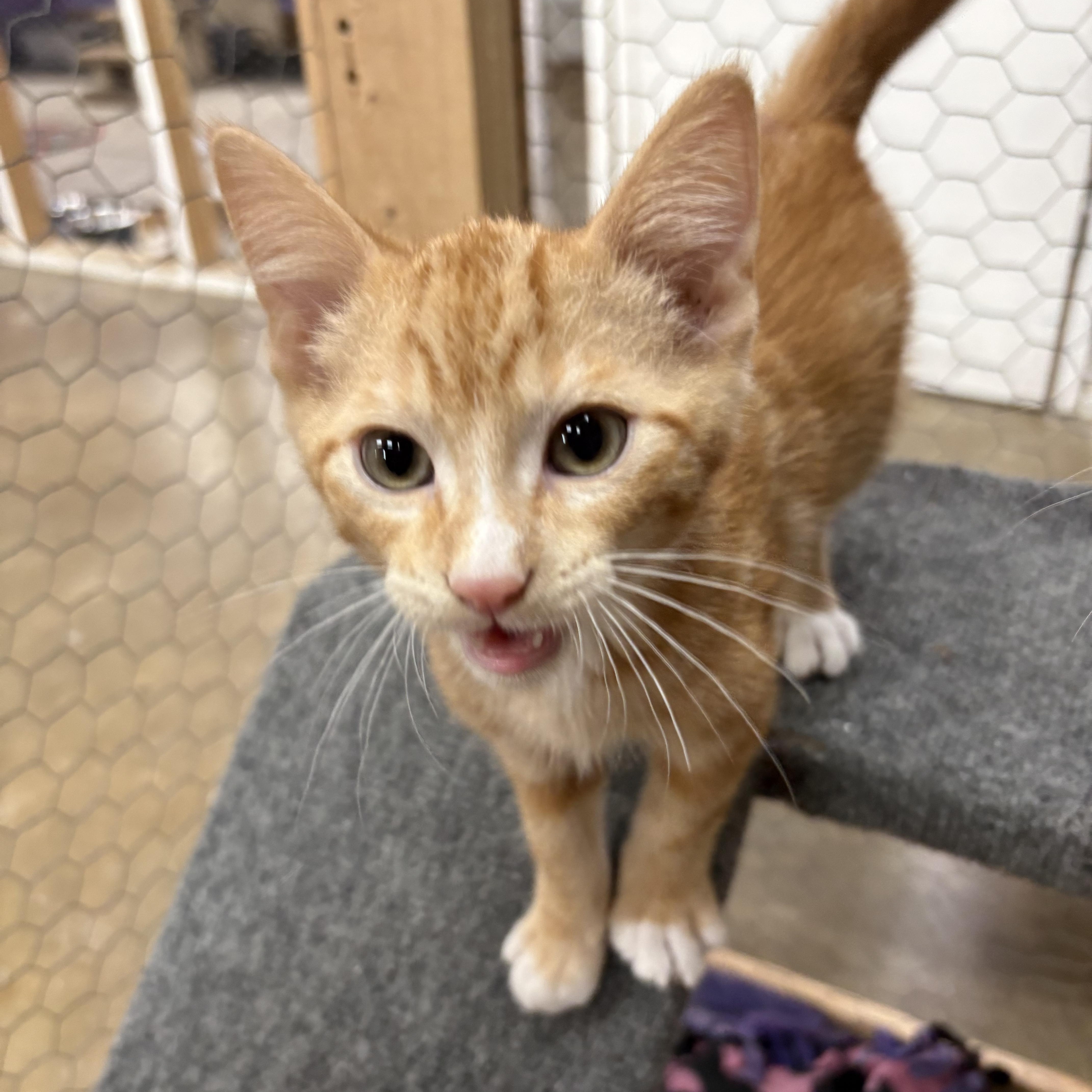 A baby small-sized male Tabby (Orange / Red) Domestic Short Hair cat named Pumpkin for adoption in Faribault, MN