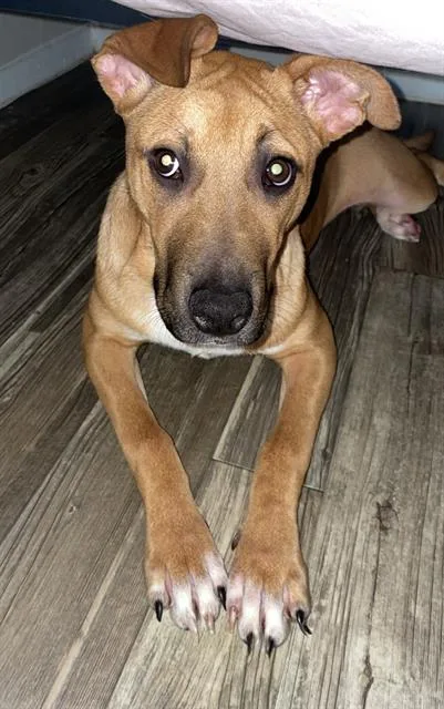 A young large-sized female Bull Terrier dog named Skittles for adoption in San Antonio, TX