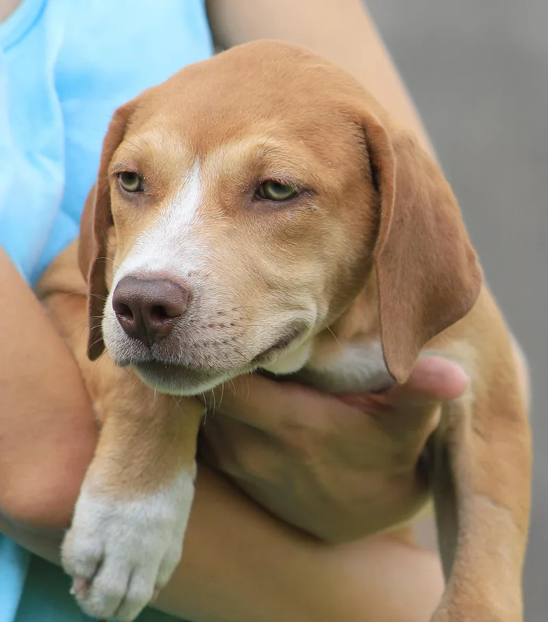 A baby medium-sized female American Staffordshire Terrier dog named Montana for adoption in North Fort Myers, FL