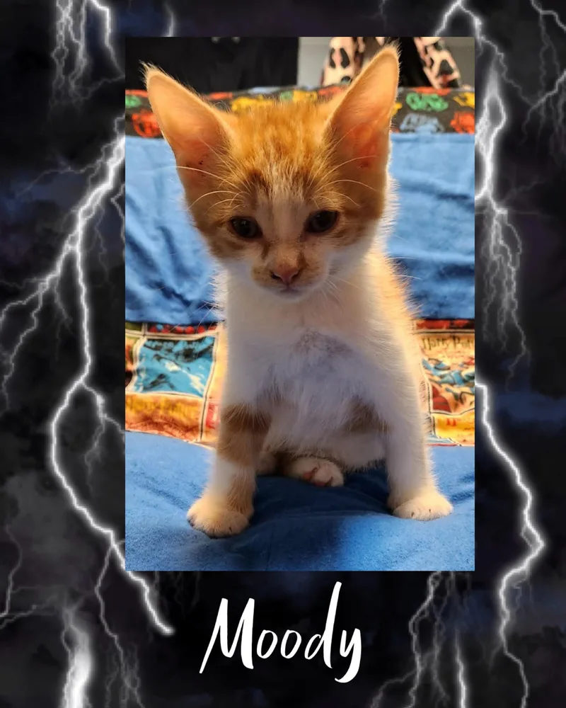 A baby medium-sized male Orange & White Tabby cat named Moody for adoption in Pasco, WA