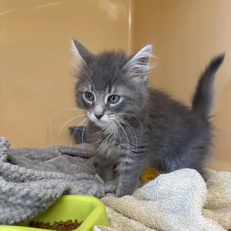 A baby small-sized female Domestic Long Hair cat named Goblin for adoption in East Hanover, NJ