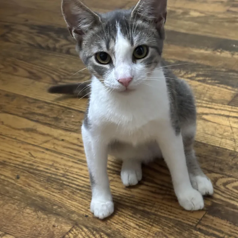 A baby small-sized female Domestic Short Hair cat named Tanner for adoption in Johnson City, TN