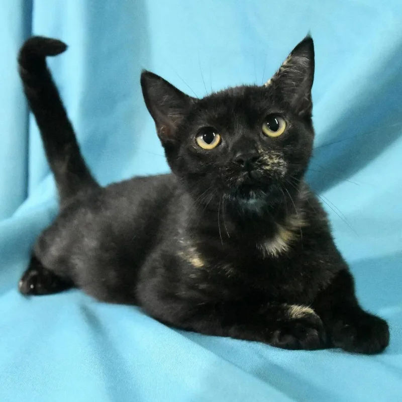 A young medium-sized female Black Domestic Short Hair cat named Diva for adoption in Natchez, MS