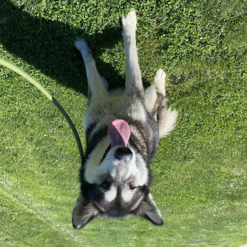 An adult large-sized female Husky dog named Alaska for adoption in Urbana, IL