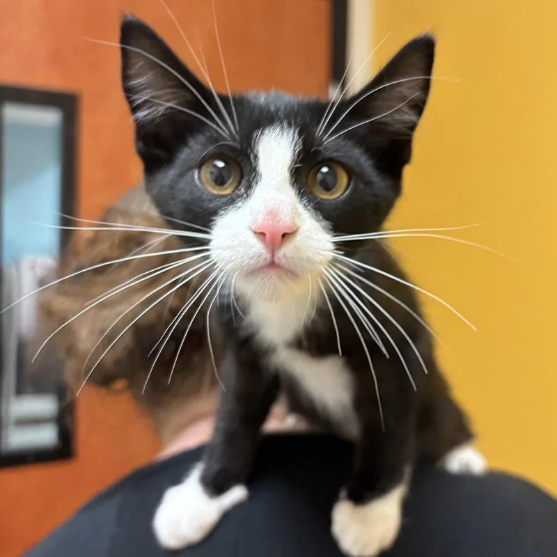 A baby medium-sized male Domestic Short Hair cat named Michael Jackson for adoption in Sonora, CA