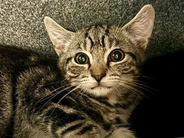 A baby small-sized male Domestic Short Hair cat named Firefly for adoption in Martinez, CA
