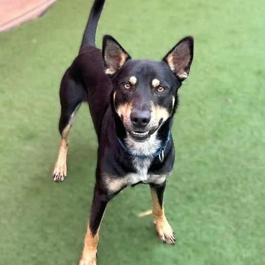 An adult medium-sized male Black German Shepherd Dog dog named Fiddle for adoption in Wichita, KS