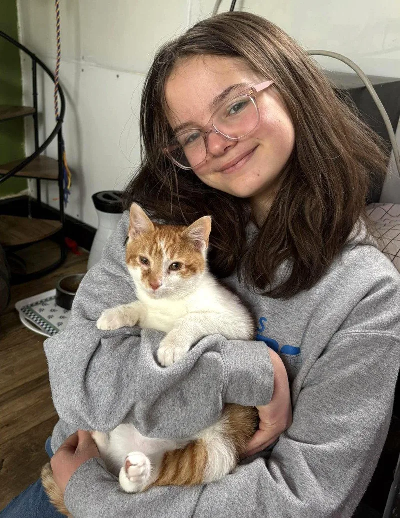 A baby medium-sized male Orange & White Domestic Short Hair cat named Fenn for adoption in Trenton, NJ