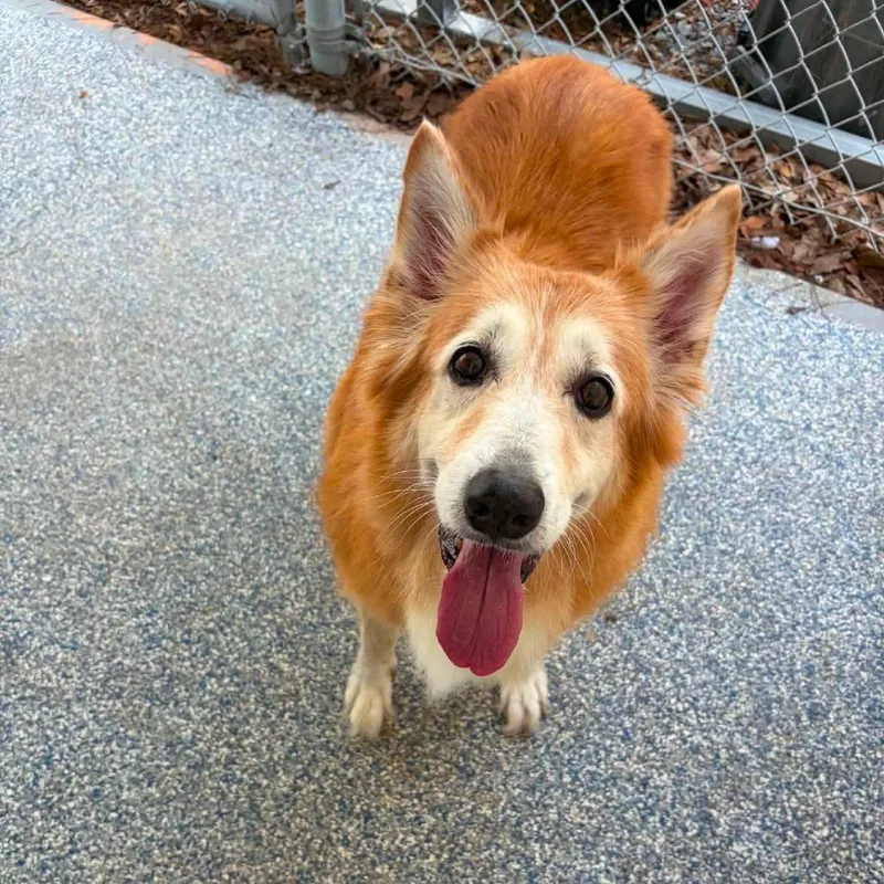 A senior medium-sized male Collie dog named Sandy for adoption in Quakertown, PA