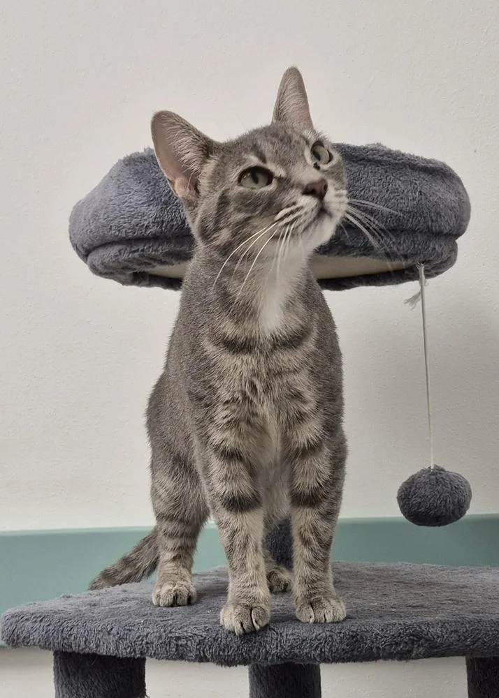 A young medium-sized female Domestic Short Hair cat named Angel for adoption in South Bend, IN