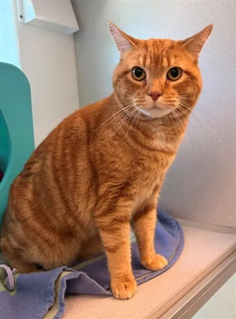 An adult large-sized male Domestic Short Hair cat named Oliver for adoption in Leesburg, VA