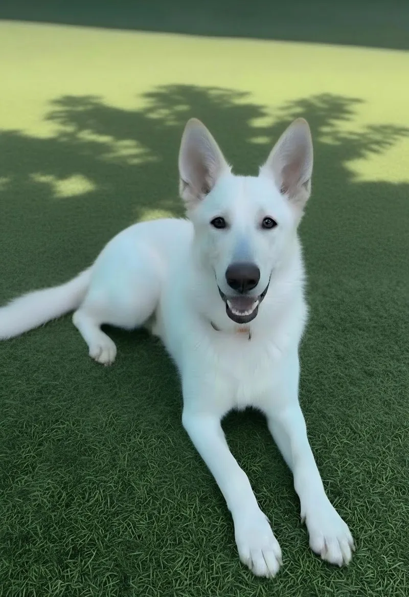 A young large-sized female White / Cream German Shepherd Dog dog named Mimi for adoption in Brookfield, CT