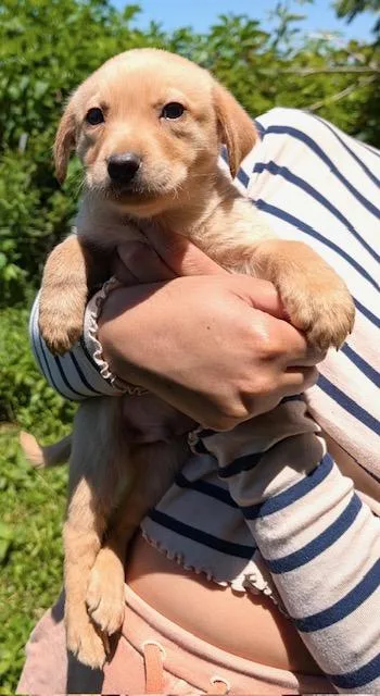 A baby large-sized male Yellow / Tan / Blond / Fawn Labrador Retriever dog named Cedar Evergreen for adoption in Andover, MA