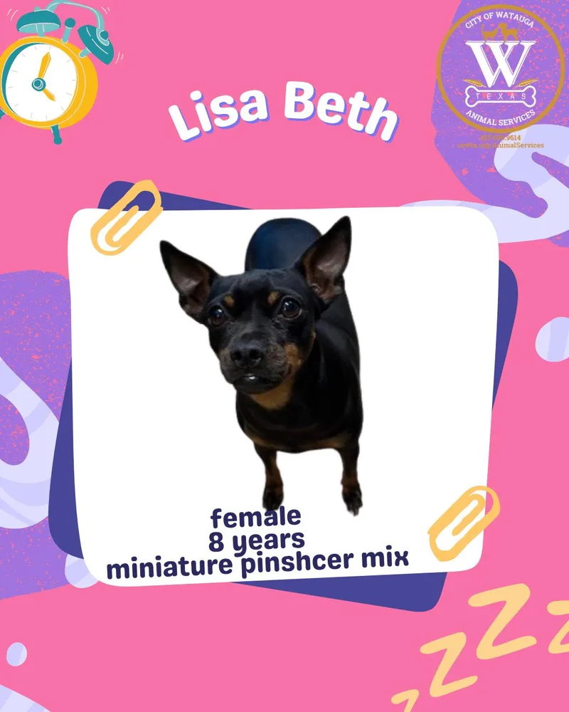 A senior small-sized female Black Miniature Pinscher dog named Lisa Beth for adoption in Watauga, TX
