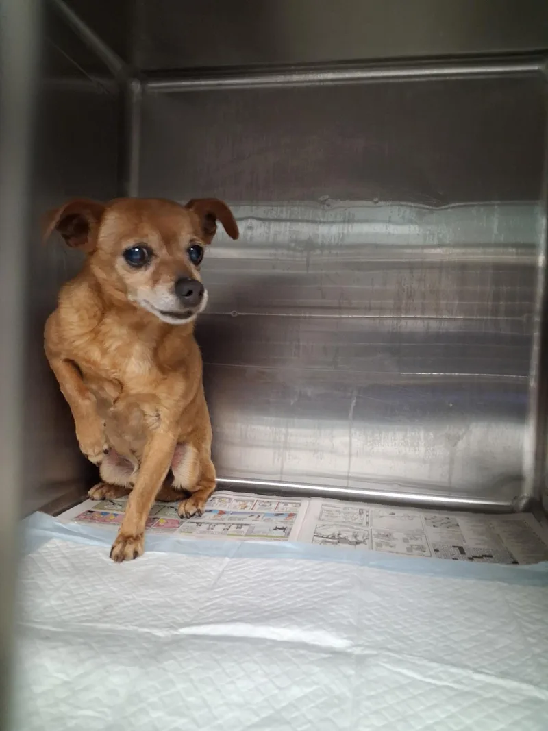 A senior small-sized male Chihuahua dog named Buddy for adoption in Chatsworth, CA