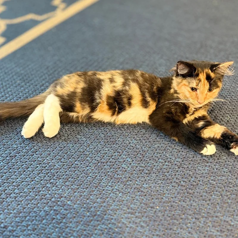 A baby small-sized female Orange / Red Domestic Short Hair cat named Nutmeg for adoption in Alexandria, VA