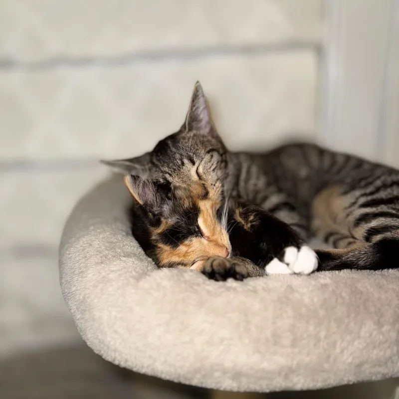 Nutmeg thumbnail 2