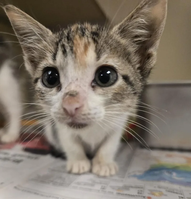 A young medium-sized male Domestic Short Hair cat named W Litter for adoption in Humble, TX