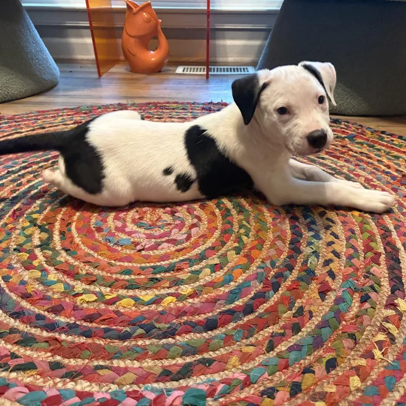 A baby medium-sized female White / Cream Pit Bull Terrier dog named Pepper for adoption in Durham, NC