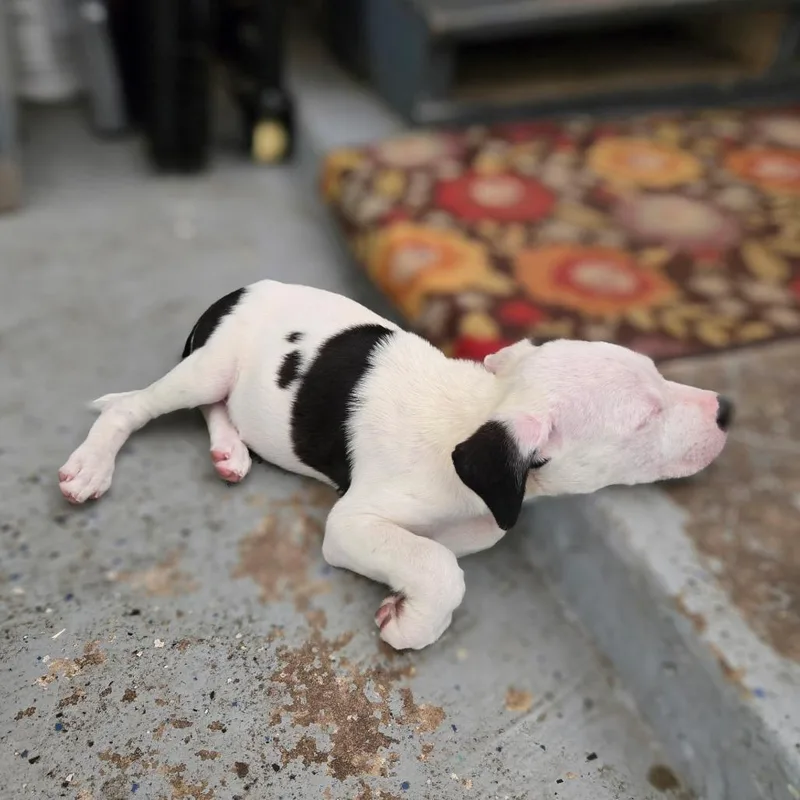 Pepper thumbnail 3