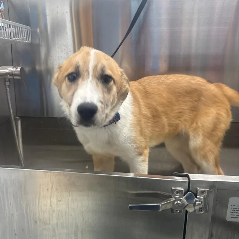 A baby medium-sized female Brown / Chocolate Collie dog named Britta for adoption in Collinsville , OK