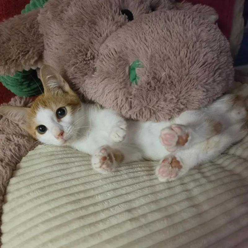 A baby medium-sized male Orange & White Domestic Short Hair cat named Dallas for adoption in Graham, WA