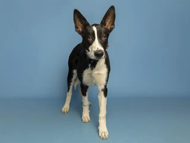 A young medium-sized female Border Collie dog named Cleo for adoption in Phoenix, AZ