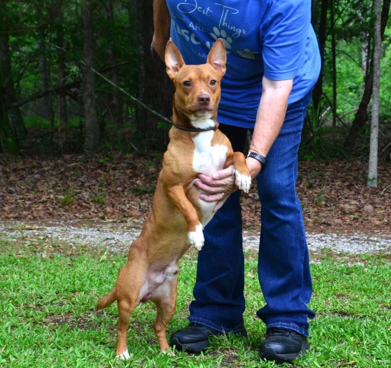 A young small-sized male Dachshund dog named Charlie for adoption in Willingboro, NJ