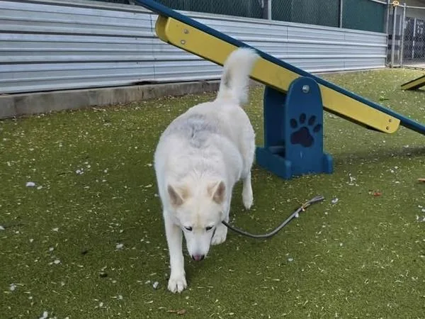 An adult extra large-sized female Mixed Breed dog named Perlay for adoption in Austin, TX
