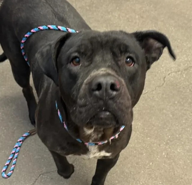 An adult large-sized female Pit Bull Terrier dog named Ebony for adoption in Tucson, AZ