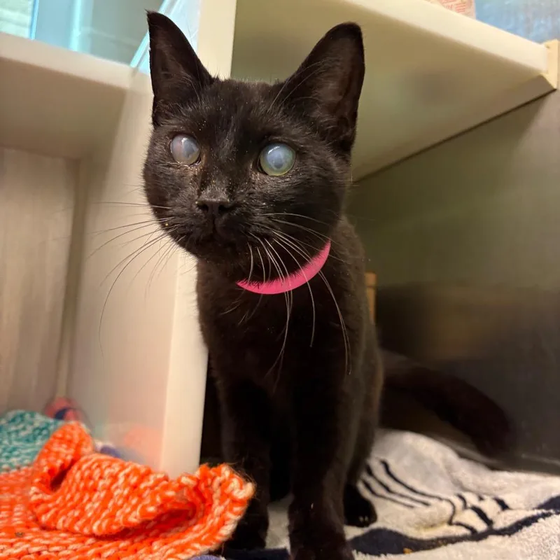 An adult medium-sized female Black Domestic Short Hair cat named Thelma for adoption in Fairport, NY