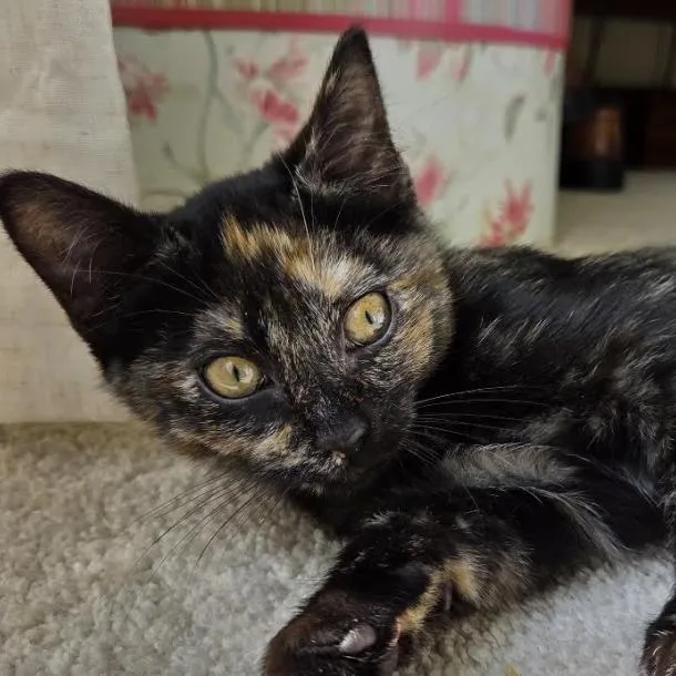 Nova