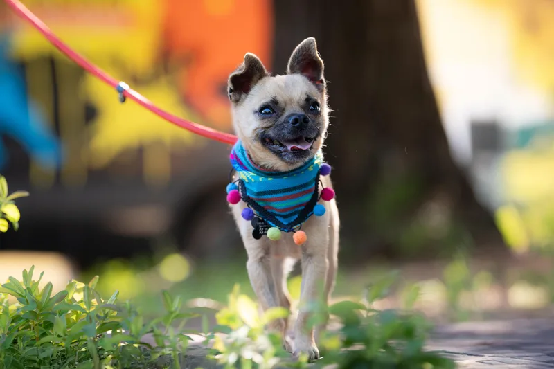 Fernandito thumbnail 3