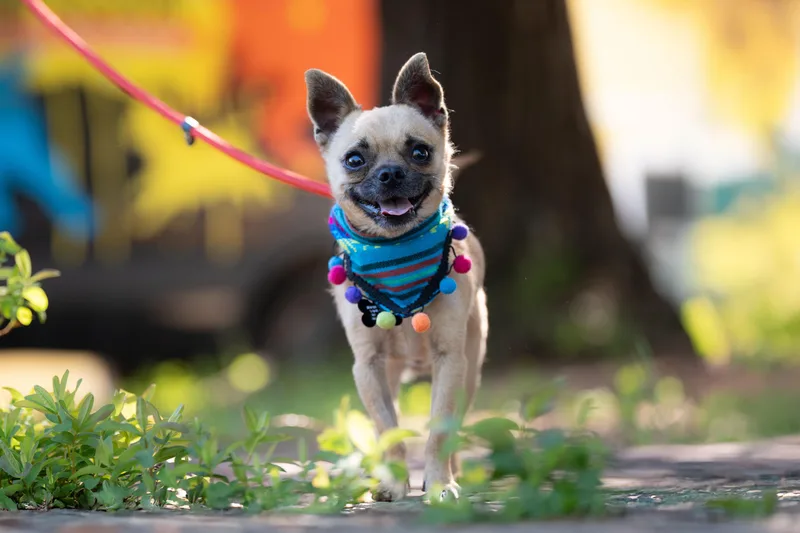 A young small-sized male Yellow / Tan / Blond / Fawn Chihuahua dog named Fernandito for adoption in Santa Rosa, CA